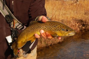 trout, utah fly fishing, fly fishing, fishing, 