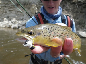 utah fly fishing, fly fishing, utah, utah fishing, river fishing, dry flies