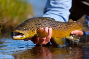 Utah Fly Fishing Lodge