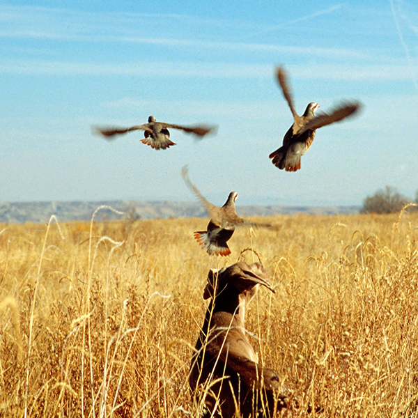 Upland Bird Hunting at Falcon's Ledge