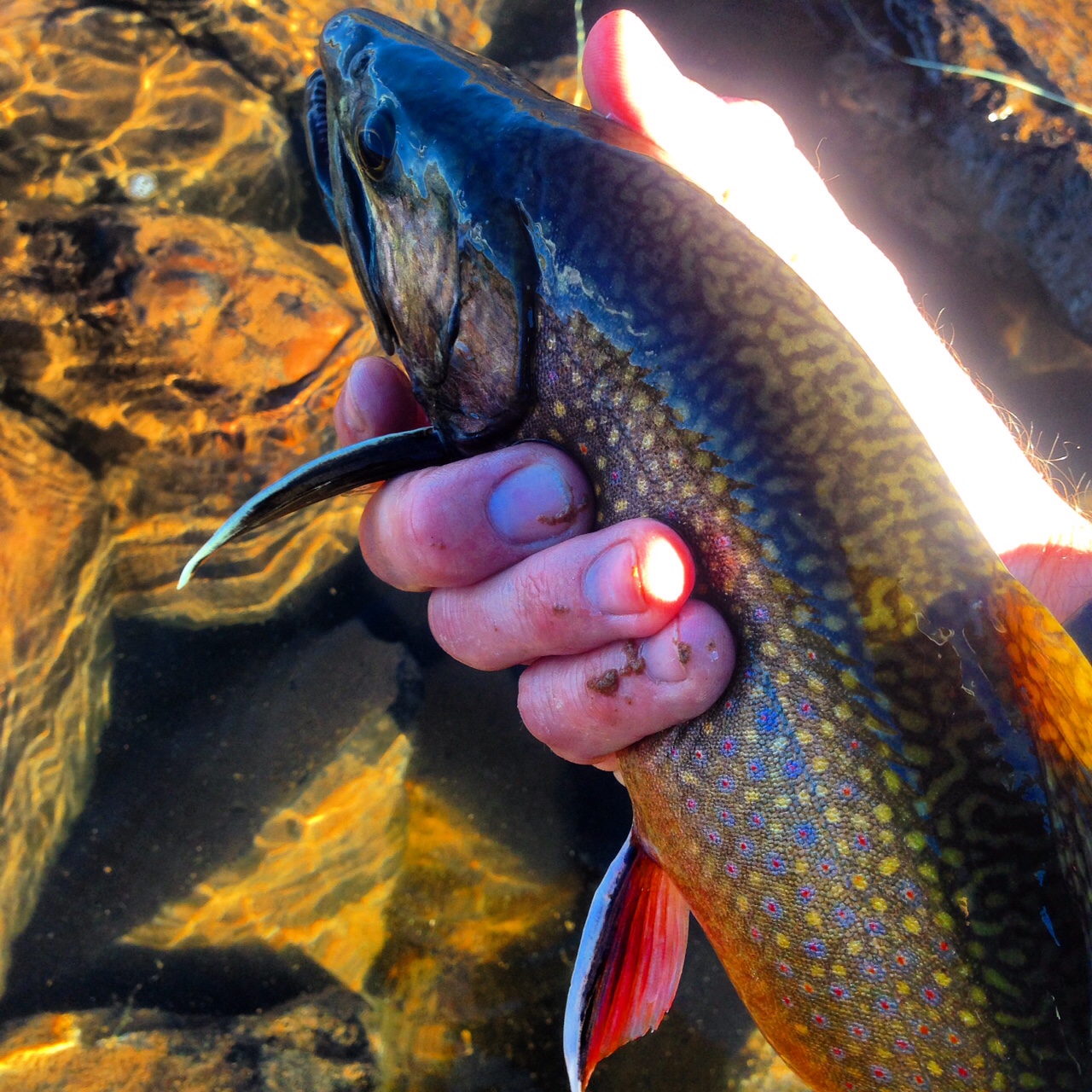 Fish Facts Brook Trout (Salvelinus fontinalis) Utah Fly Fishing