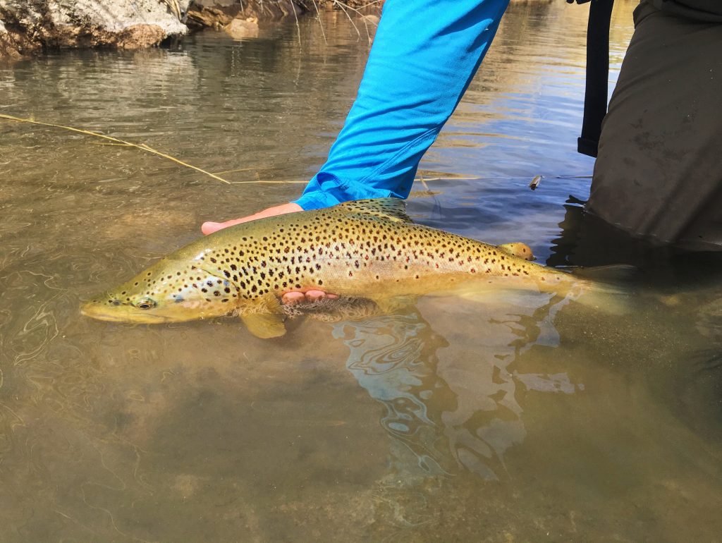 fly fishing, utah, orvis, trout