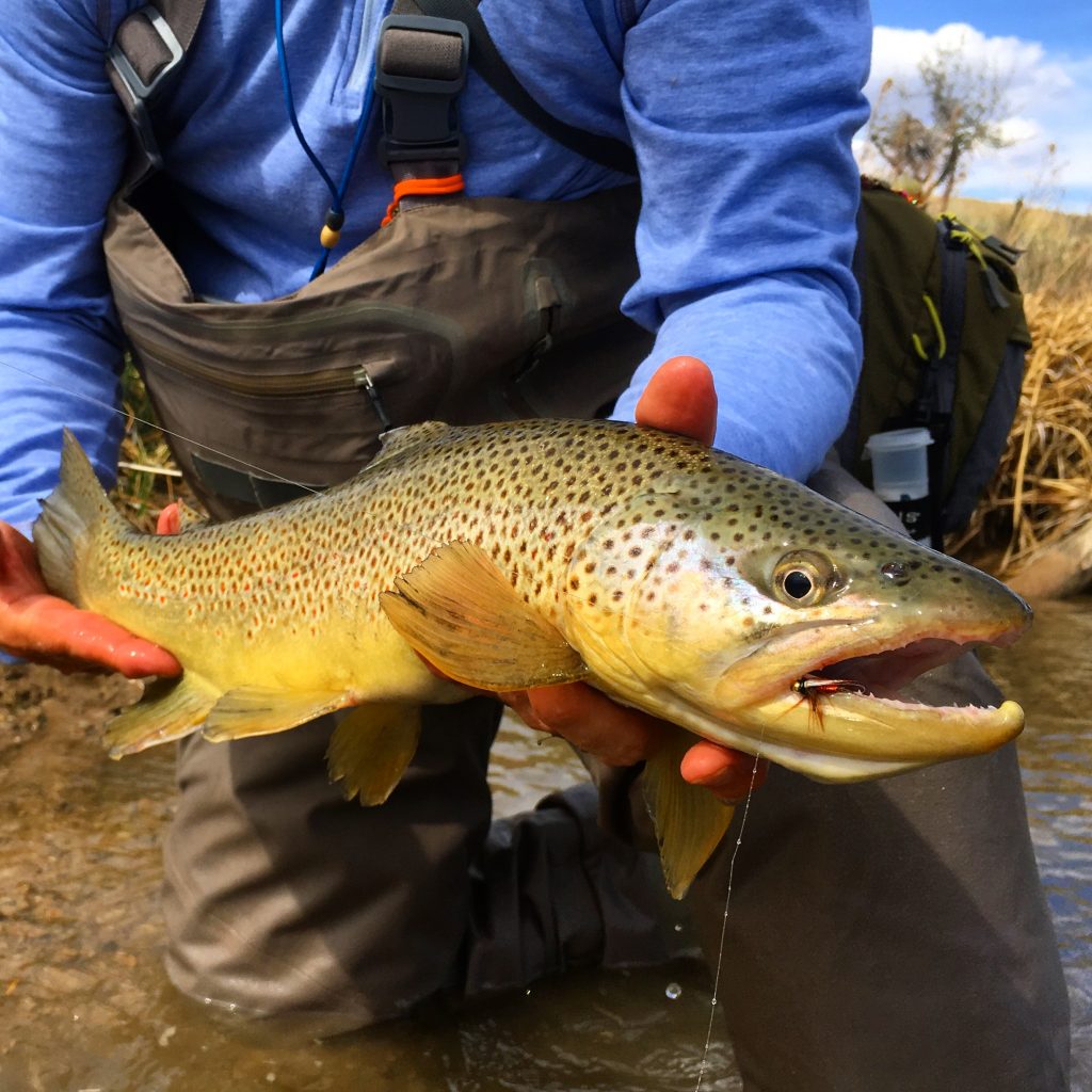 trout, orvis, utah, fly fishing, fishing