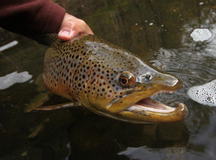 Classic Pro Tips: Tandem Streamer Rigs for Fall Trout - Utah Fly Fishing  Lodge, Pheasant Hunting