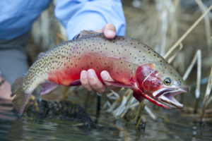 Utah Fly Fishing