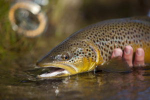 Utah Fly Fishing