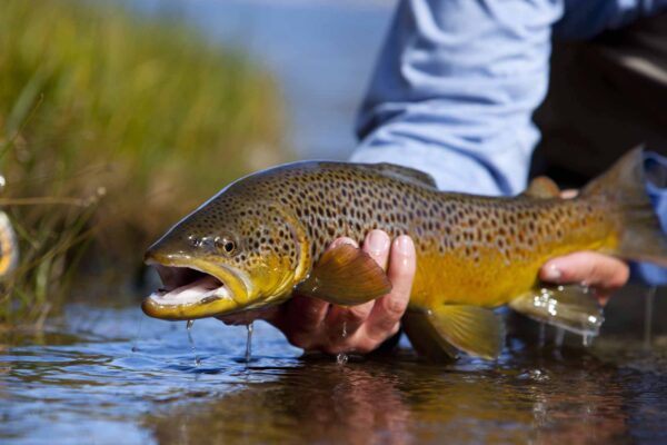 Orvis Endorsed Fly Fishing Lodge (2)