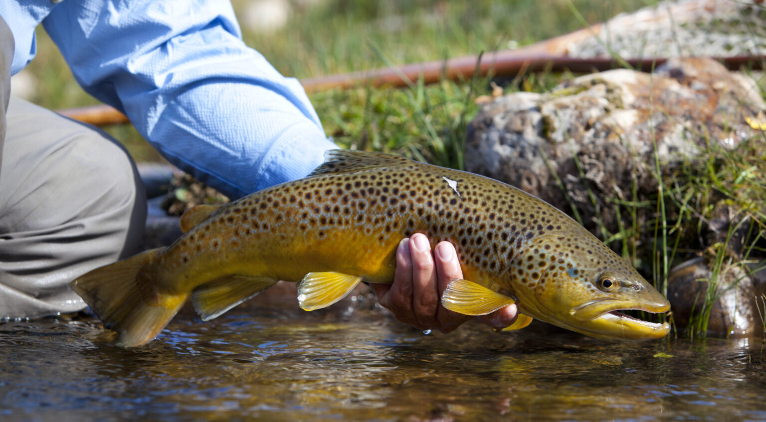 River Hatches in Utah Utah Fly Fishing Lodge, Pheasant Hunting