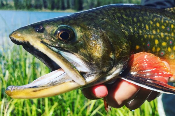 Utah River Fly Fishing (4)