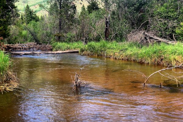 Best Utah Fishing Streams 4