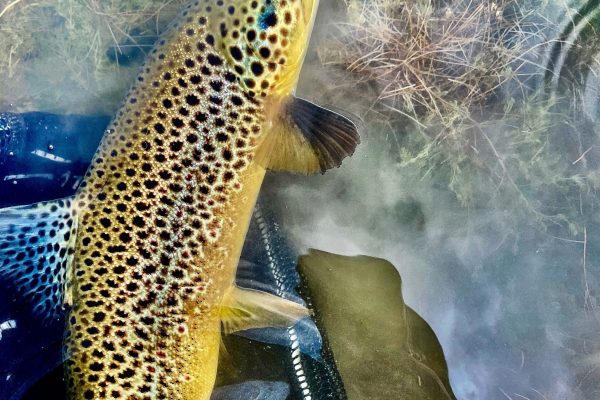 Utah Spring Trout Fishing (2)