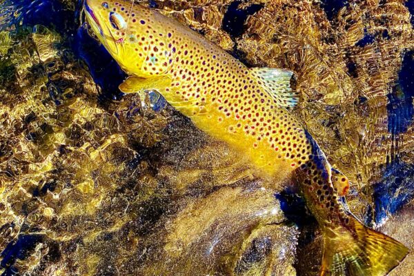Utah Spring Trout Fishing