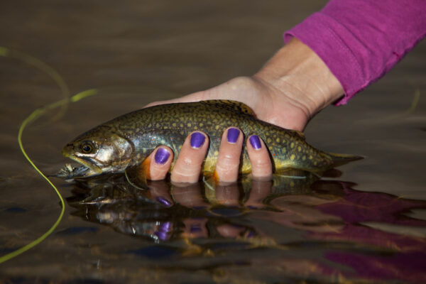 Fly Fishing Utah Rivers in Spring (3)