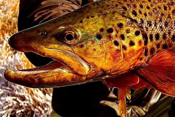 Spring Fishing in Utah (3)