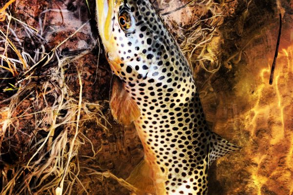 Top 5 Flies for Early Spring Fishing in Utah (2) Top 5 Flies for Early Spring Fishing in Utah (2)
