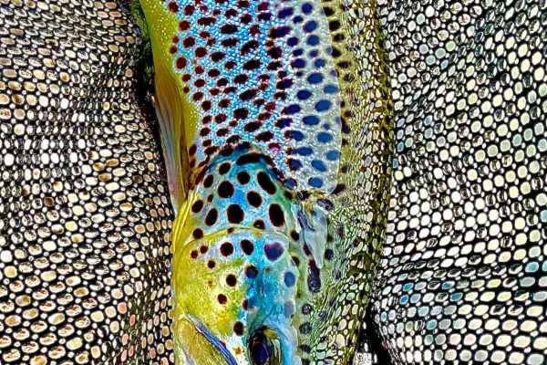 Top 5 Flies for Early Spring Fishing in Utah Top 5 Flies for Early Spring Fishing in Utah