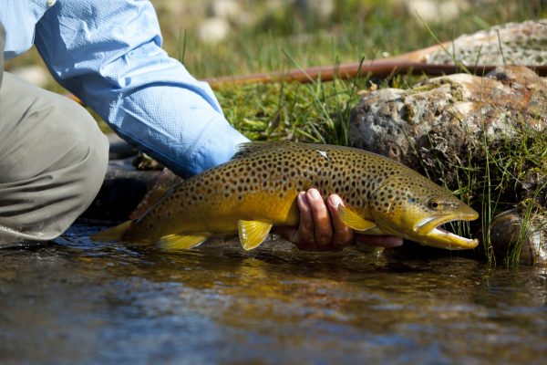 May Fly Fishing in Utah (2)