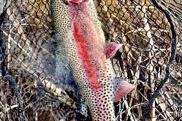 May Fly Fishing in Utah