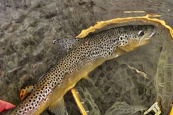 August Fishing in Utah 2