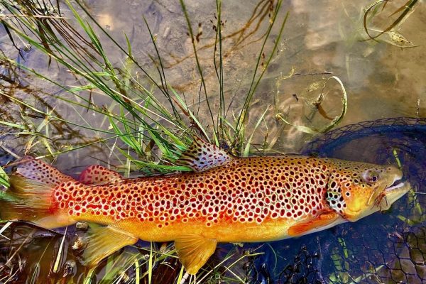 August Fishing in Utah 3