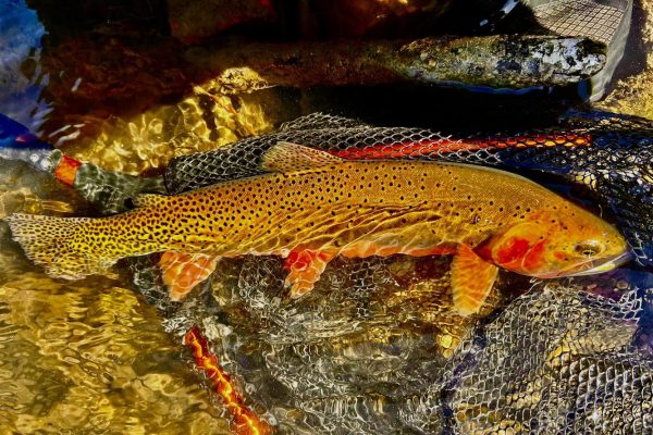 August Fishing in Utah 4